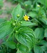 Galinsoga parviflora Type species