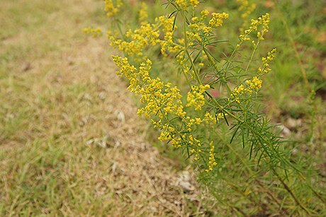 File:Galium verum 2.jpg