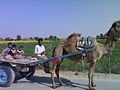 rural camel cart