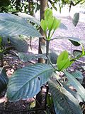 Thumbnail for Garcinia pedunculata