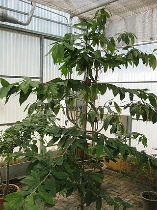 <i>Mansonia</i> (plant) Genus of plants