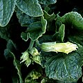 Gartengloxinie (Incarvillea delavayi)