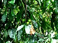 Miniatura para Inocarpus fagifer