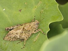 Tetrix undulata