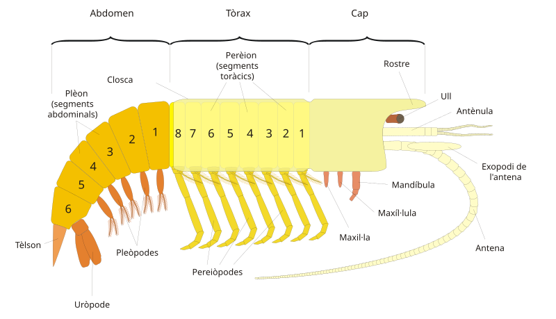 File:General malacostracan ca.svg