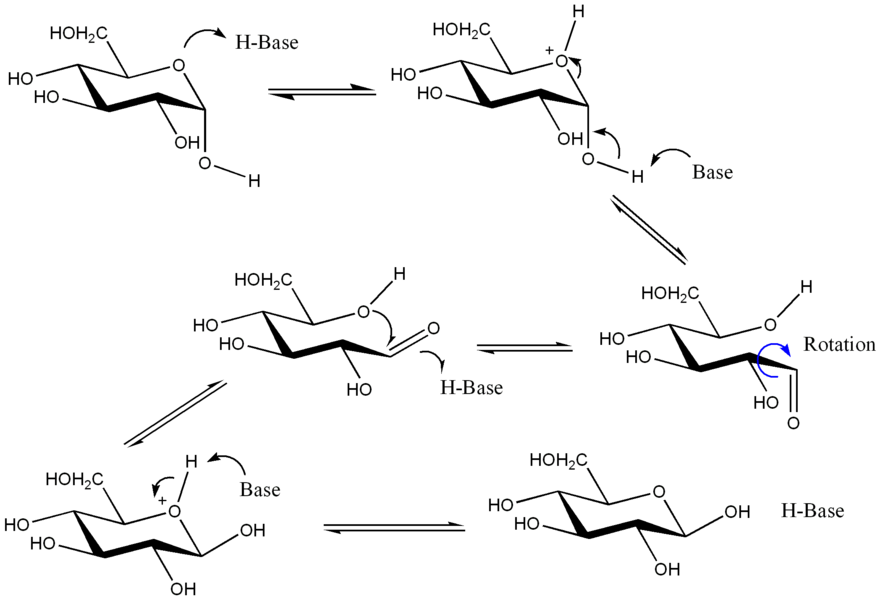 Open-chain form as an intermediate product between α and β anomer