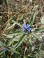 Gentiana cruciata