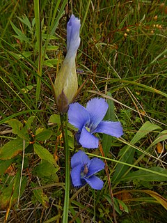 <i>Gentianopsis virgata</i> Species of plant