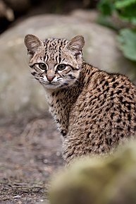 Chat de Geoffroy (Leopardus geoffroyi). Ici une femelle. De taille modeste, ce félin peut mesurer 60 cm et peser 5 kg.