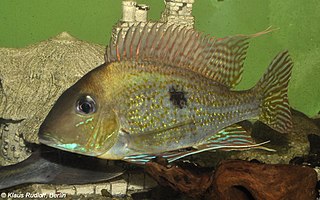 <i>Geophagus sveni</i> Brazilian fish species