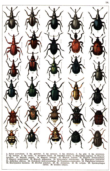 File:Georgiy Jacobson - Beetles Russia and Western Europe - plate 54.jpg