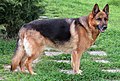 * Nomination German Shepher dog (8-year-old female)-PROPOLI87 17:52, 24 March 2020 (UTC) * Decline  Oppose - Head is unsharp. -- Ikan Kekek 18:10, 24 March 2020 (UTC)