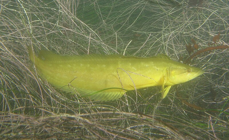 File:Giant kelpfish 1.JPG