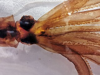 Giant squid - Kannonzaki Nature Museum 10.jpg