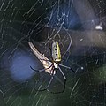 * Nomination Giant wood spider (Nephila pilipes) female --Charlesjsharp 11:02, 16 October 2020 (UTC) * Promotion Good quality. -- Ikan Kekek 11:13, 16 October 2020 (UTC)