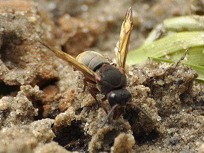 Gibberhynchium masariforme