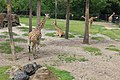 Giraffe Overlook