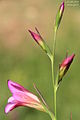 Gladiolus italicus