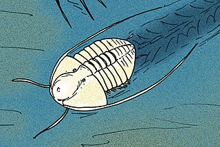 <i>Globampyx</i> Extinct genus of trilobites