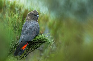 <span class="mw-page-title-main">Glossy black cockatoo</span> Species of cockatoo from Australia