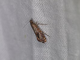 Glyphipterix cometophora