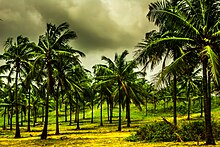 Kokosa Palmarbo