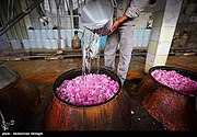 Golab being make in Qamsar - Kashan 18.jpg
