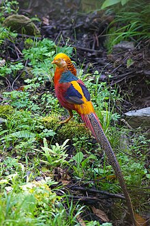 According to Harris Rackham, Pliny the Elder's description of a phoenix in Natural History "tallies fairly closely with the golden pheasant of the Far East" Golden Pheasant, Tangjiahe Nature Reserve, Sichuan.jpg