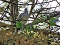 Columba palumbus