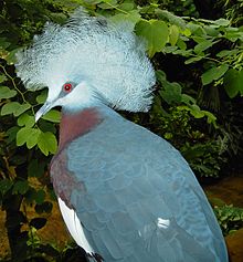 Southern crowned pigeon in the zoo Goura.scheepmakeri.jpg