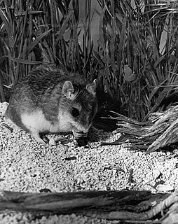 Grasshopper mouse genus of mammals