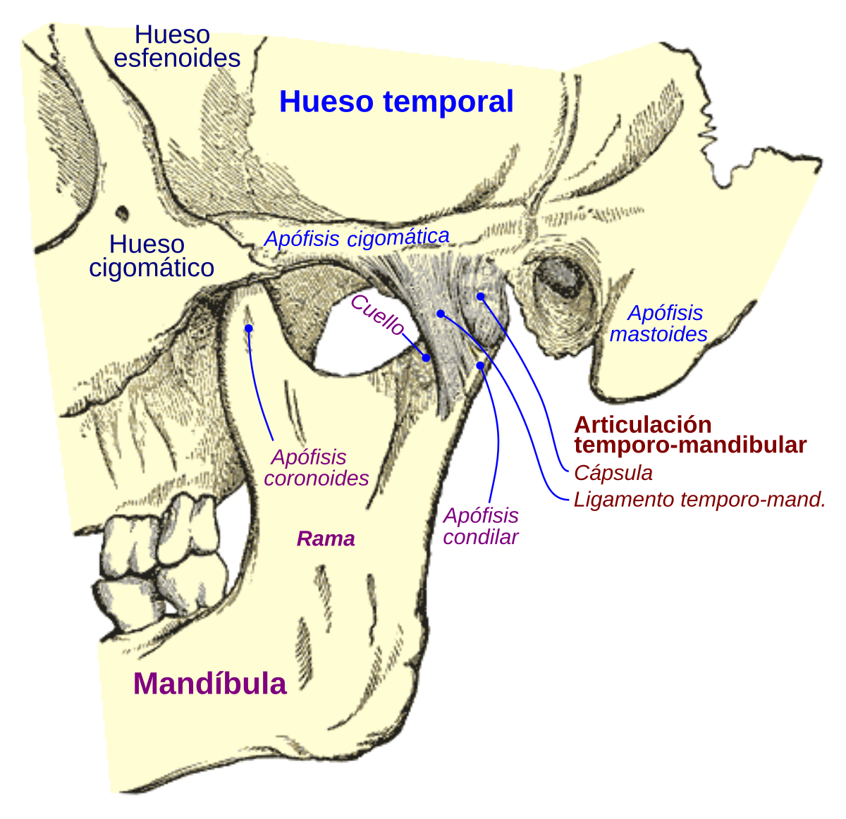 Anatomia Articulatiei Temporo-Mandibularea - Ispas Sorina