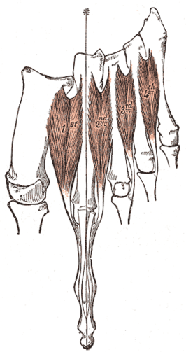 Musculi interossei dorsales pedis
