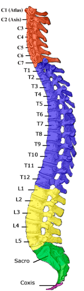 File:Gray 111 - Vertebral column-coloured esp.png