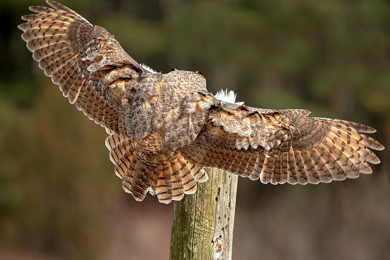 File:Great Horned owl landing.jpg