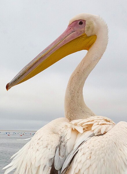 File:Great White Pelican (37093542603).jpg