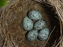 Nest containing a slightly larger common cuckoo egg and four warbler eggs (Apaj, Hungary) Great reed warbler nest with eggs.jpg