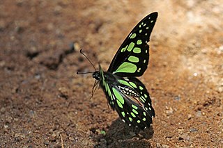 <i>Graphium cyrnus</i> Species of butterfly