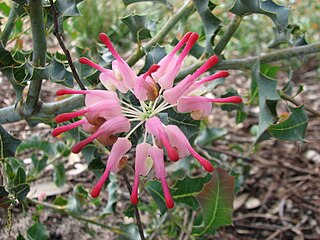 <i>Grevillea insignis</i> Species of shrub in the family Proteaceae endemic to Western Australia