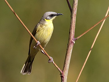 Grey-headed Honeyeater 2506.jpg