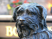 A statue of Greyfriars Bobby, a famously loyal Skye Terrier Greyfriars Bobby 07.jpg