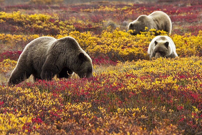 File:Grizzly Bears in Blueberries (6187113330).jpg