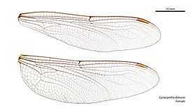 Female wings