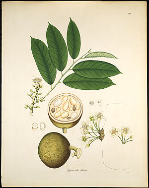 Gynocardia odorata Roxburgh.jpg