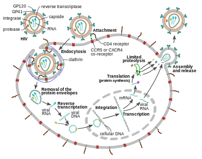 The HIV replication cycle HIV-replication-cycle-en.svg