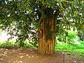 Naturdenkmal im Burggarten