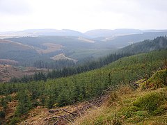 Hafren Forest Hafren Forest - geograph.org.uk - 1125884.jpg