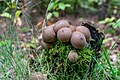 * Nomination Mushrooms (pear-shaped puffball) at Silbersee III in Haltern am See, North Rhine-Westphalia, Germany --XRay 04:45, 17 December 2020 (UTC) * Promotion  Support Good quality -- Johann Jaritz 04:51, 17 December 2020 (UTC)