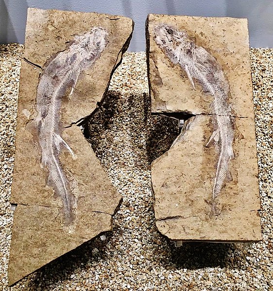 File:Hamiltonichthys mapesi.jpg