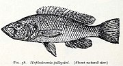 Miniatura para Haplochromis pellegrini